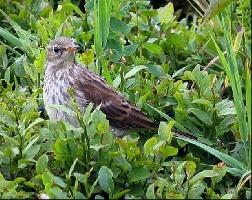 Fotó: Water pipit