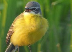 Fotó: Western yellow wagtail