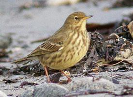 Fotó: European rock pipit