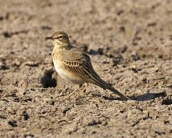 Fotó: Tawny pipit