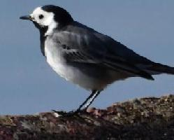 Fotó: White wagtail