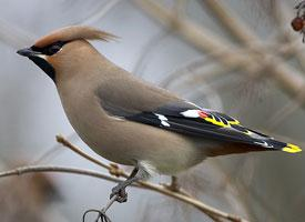 Fotó: Bohemian waxwing