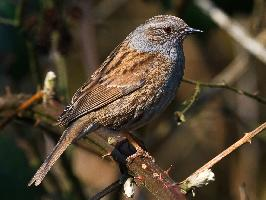 Fotó: Dunnock