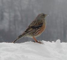 Fotó: Alpine accentor