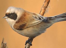 Fotó: Eurasian penduline tit