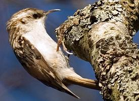 Fotó: Eurasian treecreeper