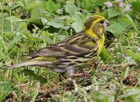 Fotó: Yellowhammer