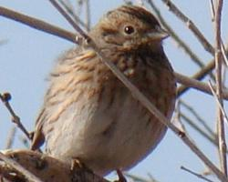 Fotó: Pine bunting