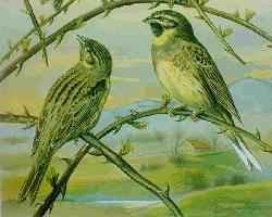 Fotó: Cirl bunting