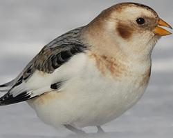 Fotó: Snow bunting