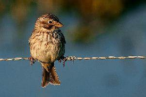 Fotó: Corn bunting