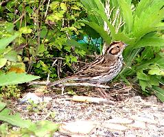 Fotó: Little bunting