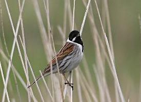 Fotó: Common reed bunting