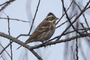 Fotó: Rustic bunting