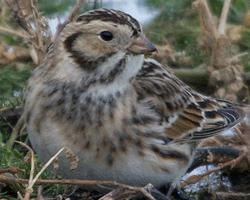 Fotó: Lapland longspur