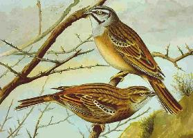 Fotó: Rock bunting