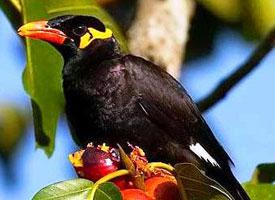 Fotó: Common hill myna