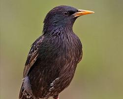 Fotó: Common starling