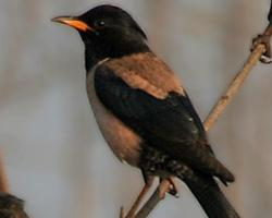 Fotó: Rosy starling