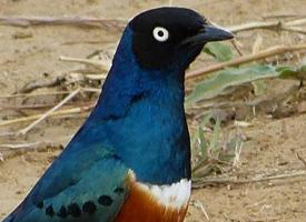 Fotó: Superb starling