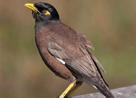 Fotó: Common myna