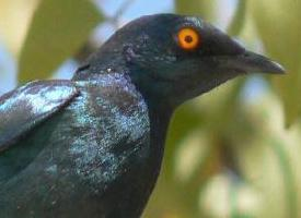 Fotó: Cape starling