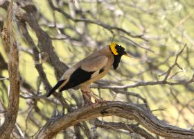 Fotó: Wattled starling