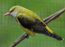 Fotó: Eurasian golden oriole