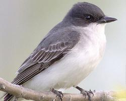 Fotó: Eastern kingbird