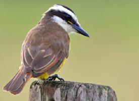 Fotó: Great kiskadee