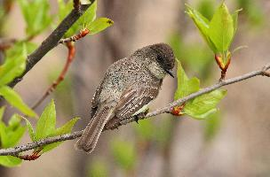 Fotó: Eastern phoebe