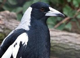 Fotó: Australian magpie