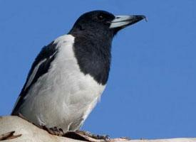 Fotó: Pied butcherbird