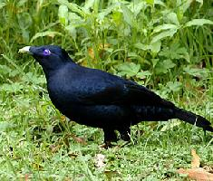 Fotó: Satin bowerbird