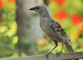 Fotó: Great bowerbird