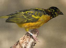 Fotó: Village weaver