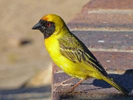 Fotó: Southern masked weaver