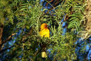 Fotó: Southern red bishop