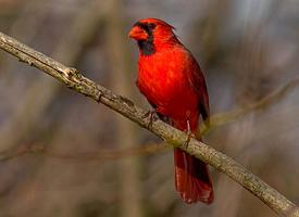 Fotó: Northern cardinal