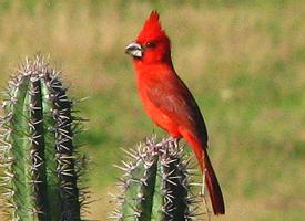 Fotó: Vermilion cardinal