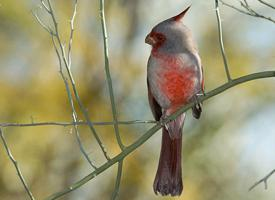 Fotó: Pyrrhuloxia