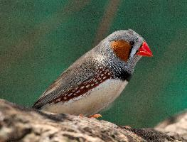 Fotó: Australian zebra finch