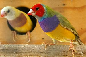 Fotó: Gouldian finch