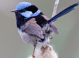 Fotó: Superb fairywren