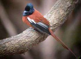 Fotó: African paradise flycatcher