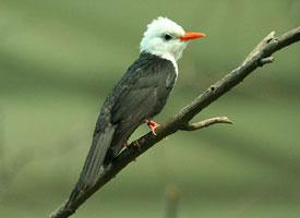 Fotó: Black bulbul