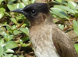 Fotó: Common bulbul