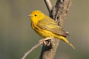 Fotó: Yellow warbler