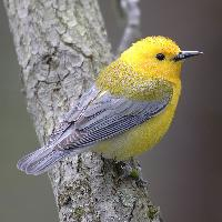 Fotó: Prothonotary warbler