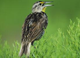 Fotó: Eastern meadowlark